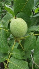 나무, green, 과일, 먹을것, 나뭇잎, 네이처, 호도, 가지, 견과, 나뭇잎, 신선, 경작, 건강한, 레몬, 식물, 라임, 감귤류, 내추럴, 뜰, 근접, 유기농, orange, 익는, 농장, 열대