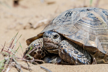 Obraz premium Spur-thighed Tortoise (Testudo graeca) in the foothills, Caucasus, Republic of Dagestan, Russia