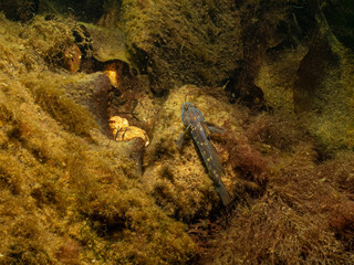 A closeup picture of a Black Goby, Gobius niger in a beautiful marine environment. Picture from Oresund, Malmo in southern Sweden.