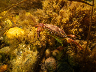 A closeup picture of a crab in a beautiful marine environment. Picture from Oresund, Malmo in southern Sweden.