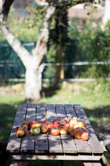 Apples on a wood table 