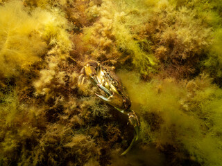 A closeup picture of a crab underwater. Picture from Oresund, Malmo in southern Sweden.