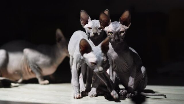 hairless kittens breed of Canadian sphinxes pet. Sitting on the floor in the sunlight