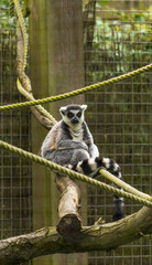 Ring Tailed Lemur hanging out on climbing frame