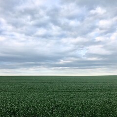 green field and blue sky