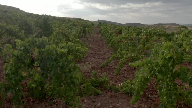 Andando entre parras de vi&ntilde;edos