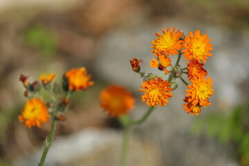 Orangerotes Habichtskraut (Hieracium aurantiacum)