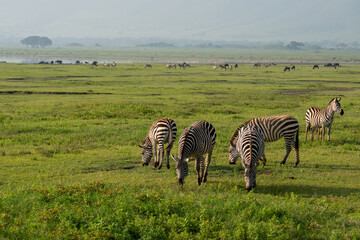 Fototapeta na wymiar Group of Zebras Equus quagga are grazin on the vast grassy plains of the Ngorongoro crater conservation area in Tanzania