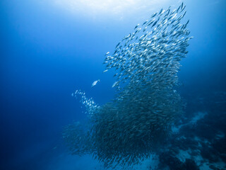 Bait ball / school of fish in turquoise water of coral reef in Caribbean Sea / Curacao with Blue Runner