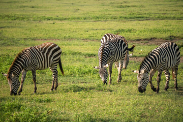 Fototapeta na wymiar Group of Zebras Equus quagga are grazin on the vast grassy plains of the Ngorongoro crater conservation area in Tanzania