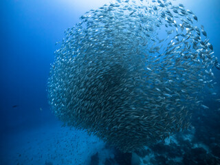 Naklejka na ściany i meble Bait ball / school of fish in turquoise water of coral reef in Caribbean Sea / Curacao