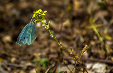 Butterfly resting