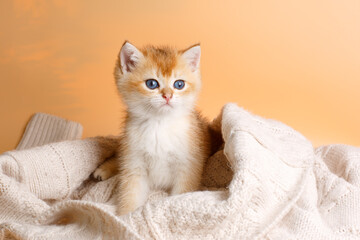kitten breed British Golden chinchilla wrapped in a blanket, a kitten in a knitted blanket on a beige background
