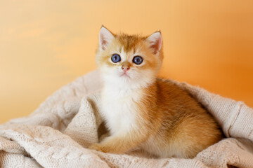 Fototapeta na wymiar kitten breed British Golden chinchilla wrapped in a blanket, a kitten in a knitted blanket on a beige background