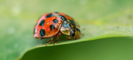 Marienkäfer auf einem Blatt mit Wassertropfen bedeckt
