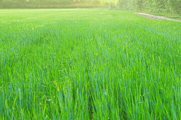 Obraz premium Green grass on field and clear blue sky.