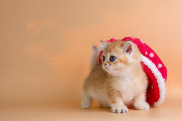 Fototapeta na wymiar little kitten British Golden chinchilla sitting with a hat