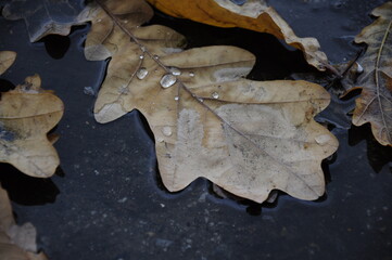 Fototapeta na wymiar leaf on the ground