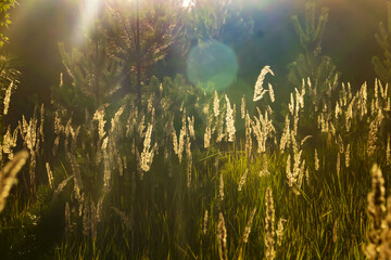Fototapeta na wymiar the grass glows in the rays sunset, outdoor scene