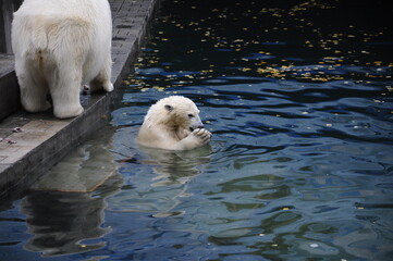 polar bear cub