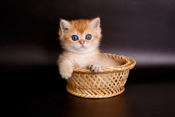 Fototapeta na wymiar little kitten British Golden chinchilla sitting in a basket on a black background