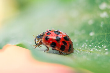Marienkäfer auf einem Blatt mit Wassertropfen bedeckt