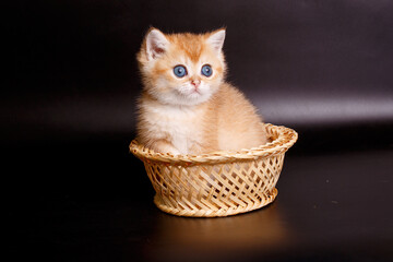 Fototapeta na wymiar little kitten British Golden chinchilla sitting in a basket on a black background