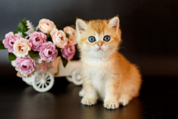 a small kitten of the British Golden chinchilla breed in the Studio with flowers on  black background.