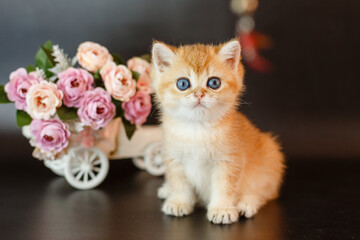 a small kitten of the British Golden chinchilla breed in the Studio with flowers on  black background.