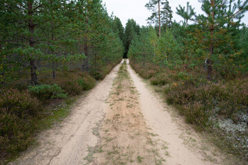Fototapeta na wymiar Sandy road on the forest.