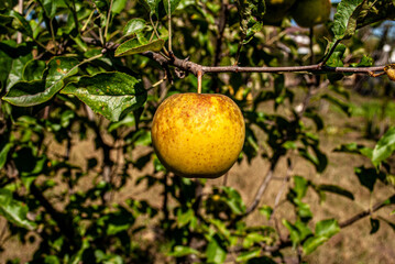 apple on tree branch
