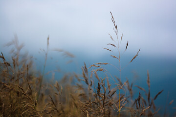 tiny blade of grass in the autumn mountains landscape