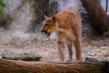Adult Male Cougar (Puma concolor)