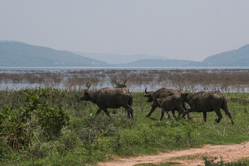 Naklejka premium Thai buffalo in the green fields, animals in the Thai countryside