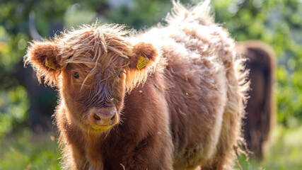Little Scottish Highland Cattle (Kyloe) in Scotland