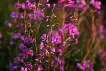 fireweed flowers in the field in mountains