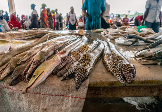 Moraenas on the table in Dar Es Salaam. Morey eel on slab at fish market, Tanzania