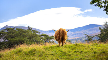 Scottish Highland Cattle with big horns (Kyloe) in Scotland