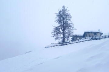 Obraz premium Black and white image of trees in winter under snow 