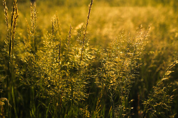 golden wheat field at sunset
