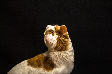 Katze sucht was an der wand