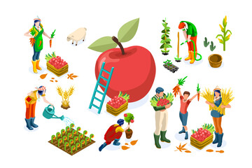 Men on happy farm work smiling on harvest and working on seasonal farms of apples. Happy agriculture of autumn fruits, people with garden fruits, agricultural season. Harvest flat vector illustration.