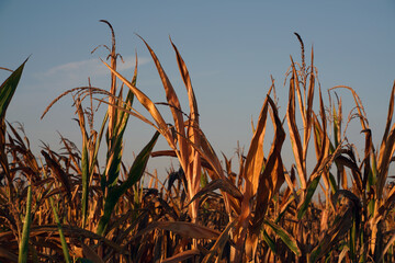 Maiskolben Maisfeld im Herbst