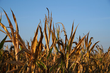 Maiskolben Maisfeld im Herbst