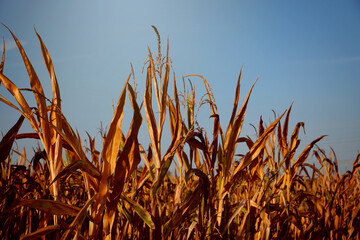 Maiskolben Maisfeld im Herbst