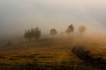 misty morning in the autumn forest in the mountains