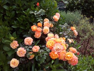 Beautiful Orange Rose In The Rose Garden