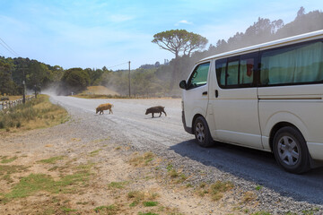 A van stopped on a rural gravel road to let pigs cross. Photographed on the Coromandel Peninsula, New Zealand