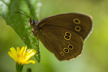 Brauner Schmetterling auf einem Blatt