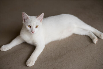 White cat on the floor